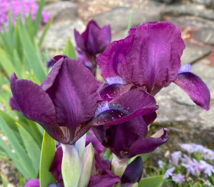 Iris 'Fuzzy' 